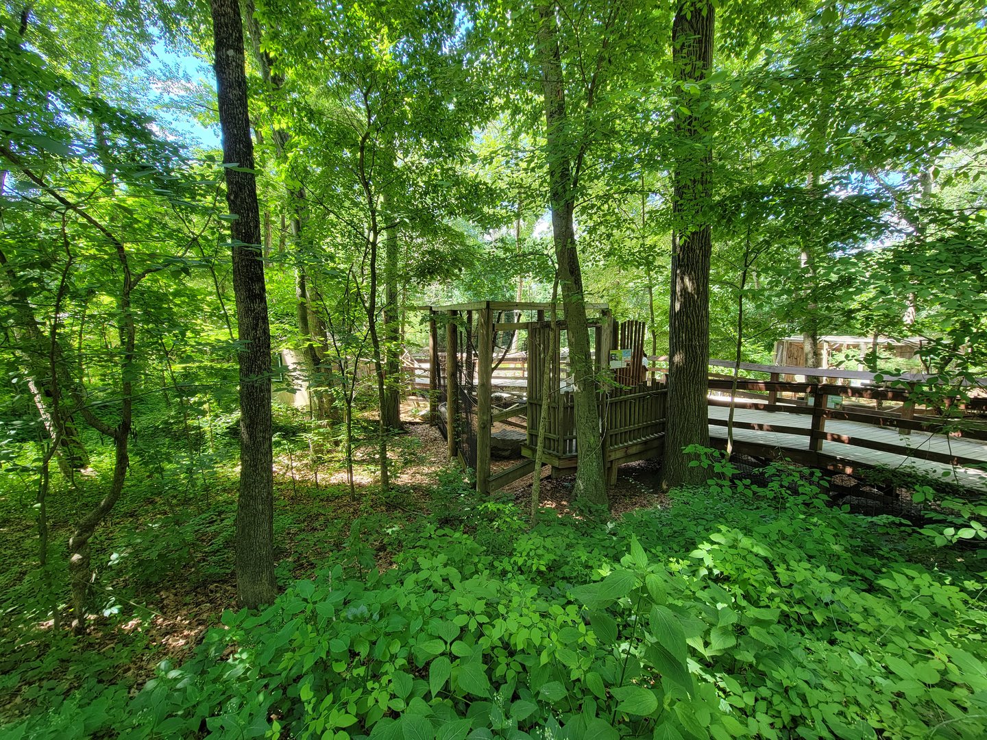 Southwick 7/22 - Cotton-top tamarins from upper path