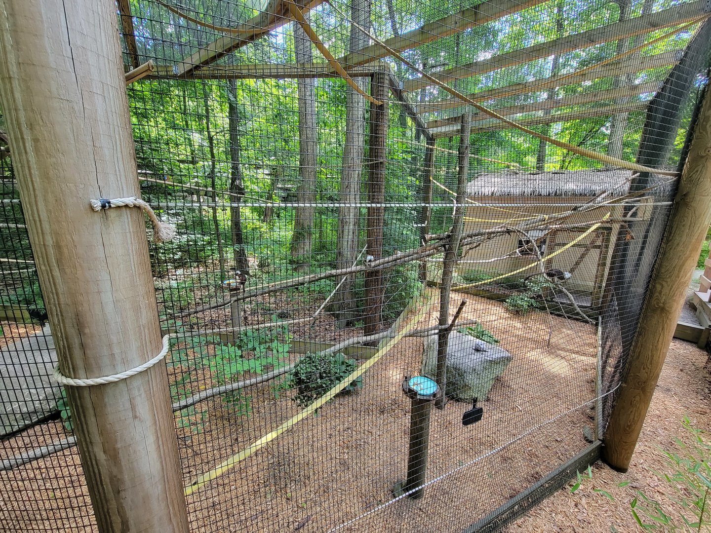 Southwick 7/22 - Cotton-top tamarins