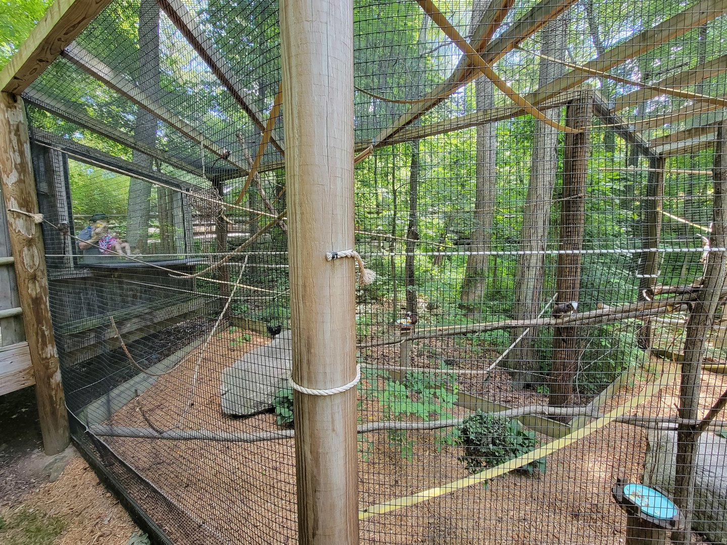 Southwick 7/22 - Cotton-top tamarins