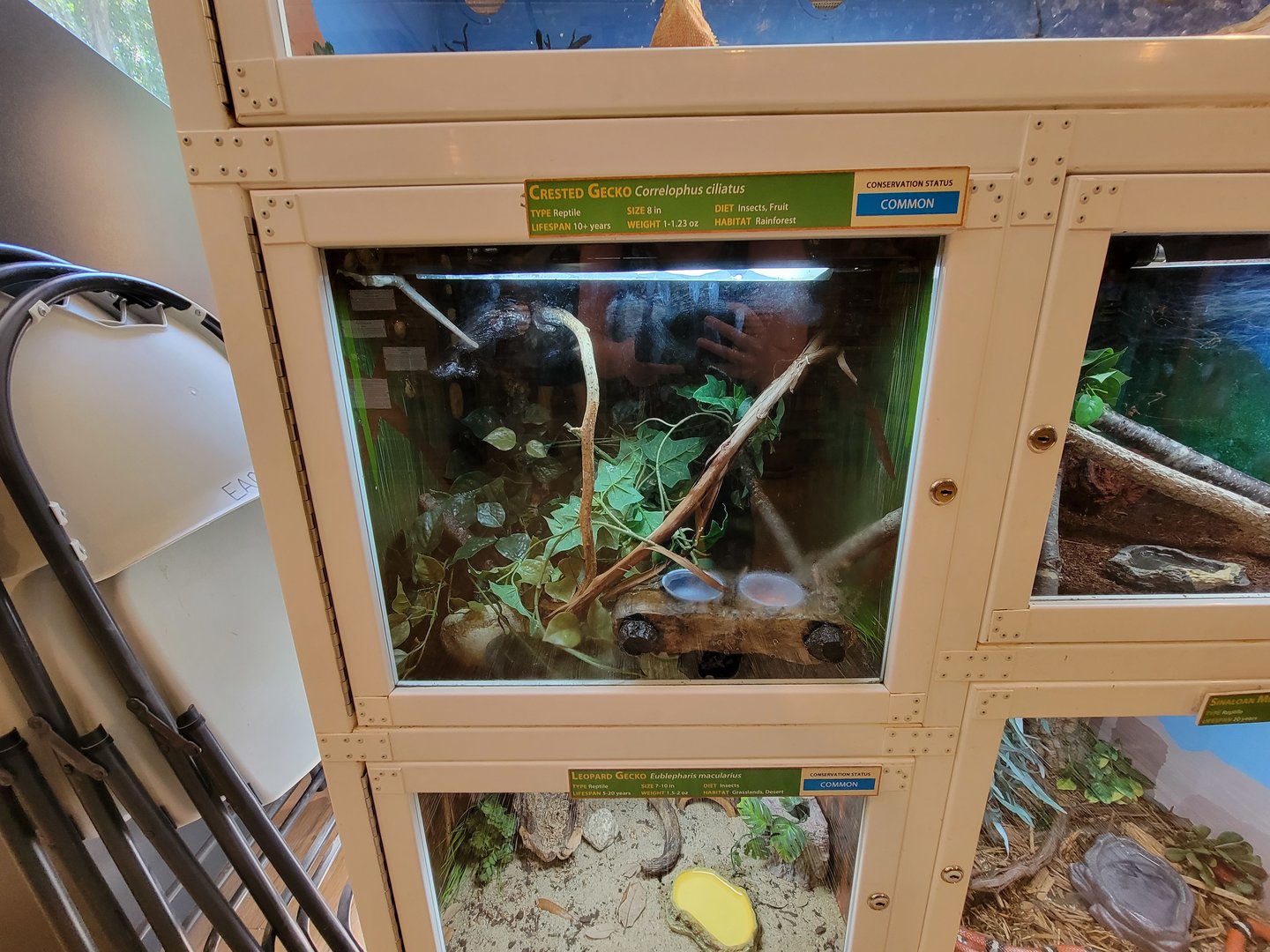 Southwick 7/22 - Crested gecko