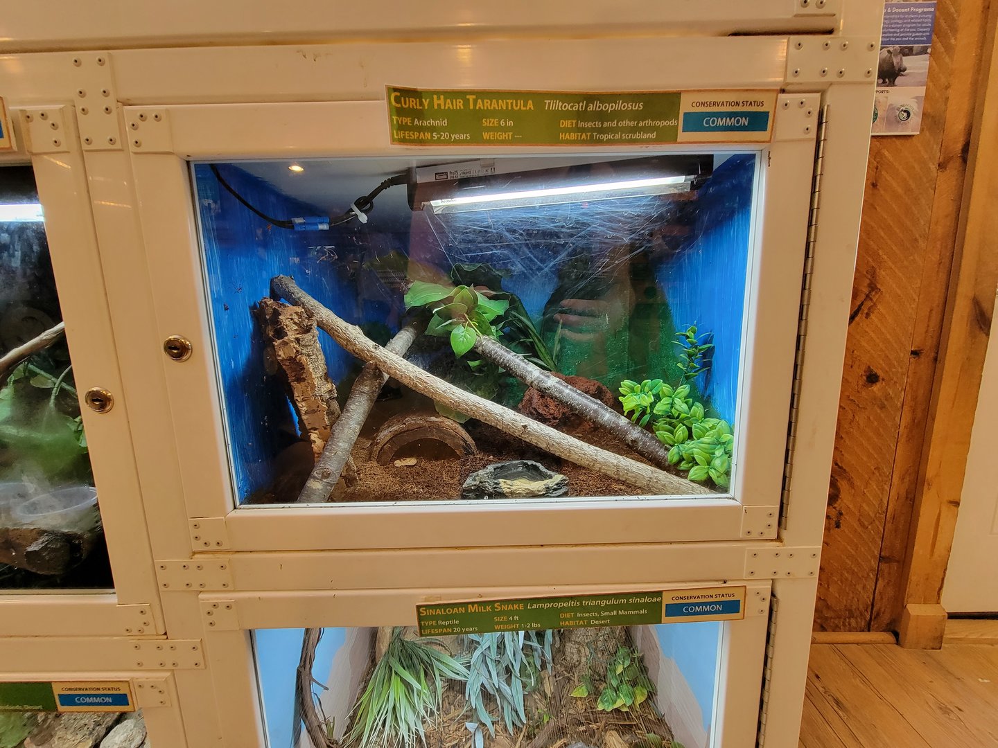 Southwick 7/22 - Curlyhair tarantula