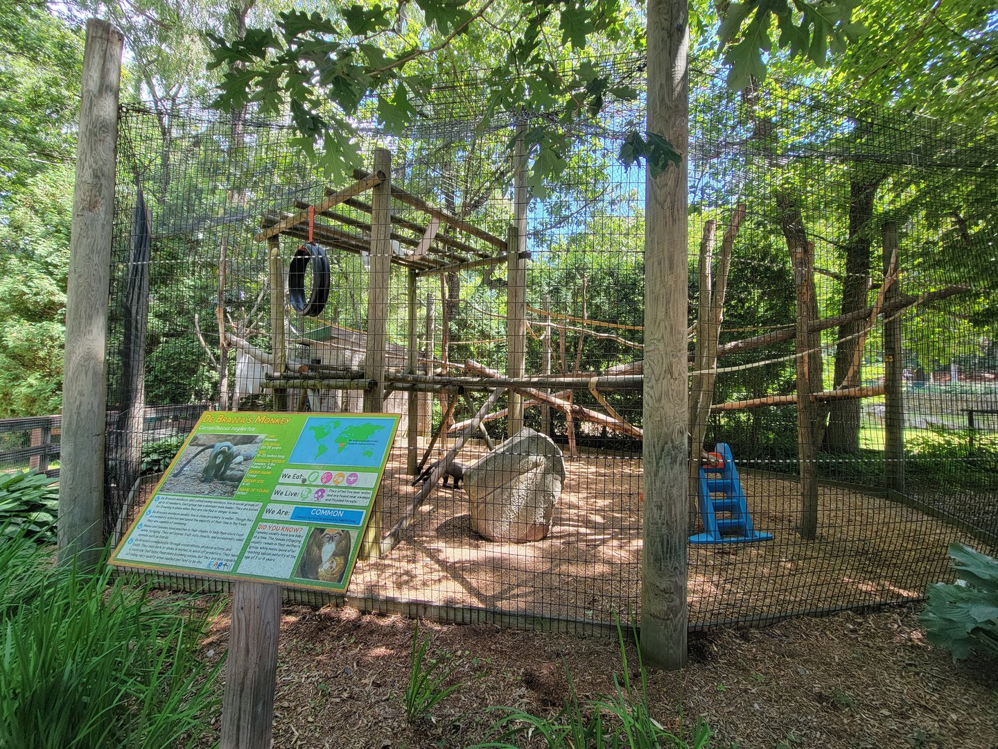 Southwick 7/22 - DeBrazza monkey