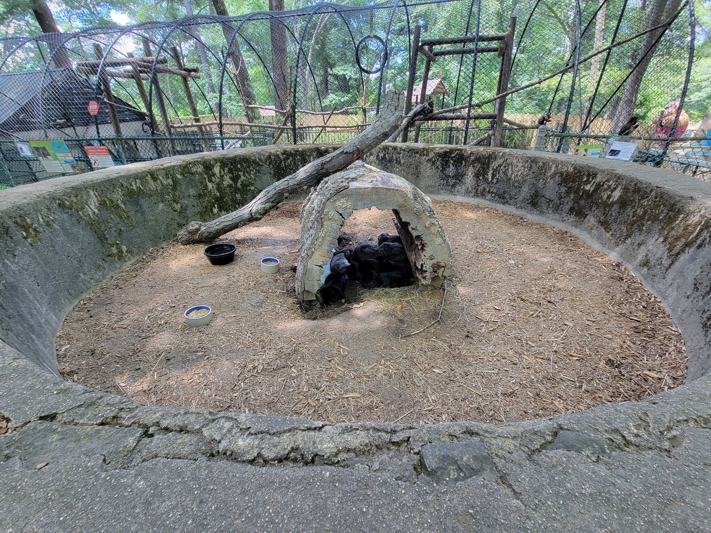 Southwick 7/22 - Domestic rabbits