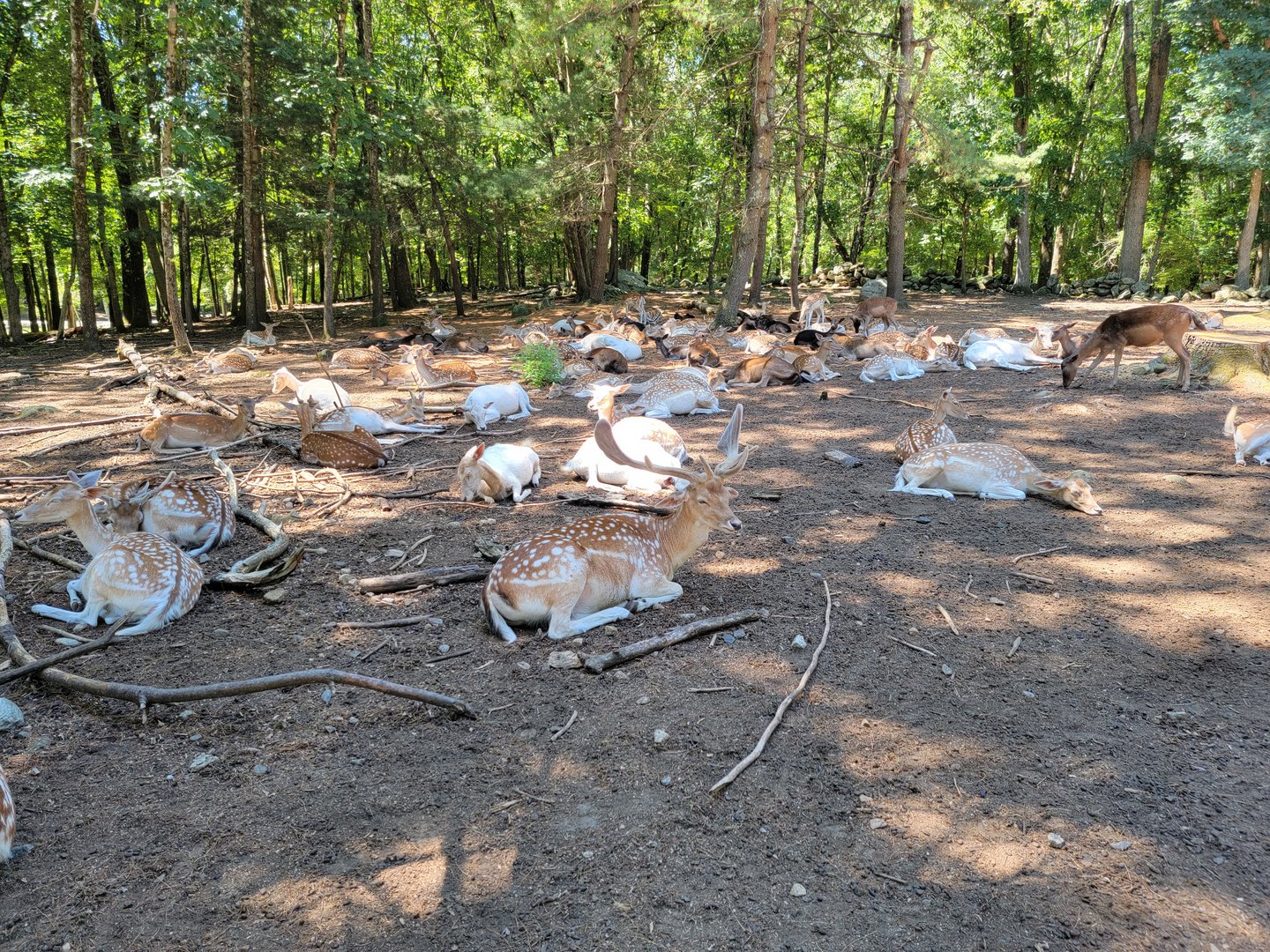 Southwick 7/22 - Fallow deer forest, where you can feed the deer