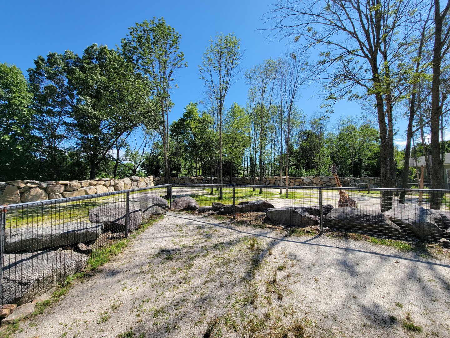 Southwick 7/22 - Giraffes