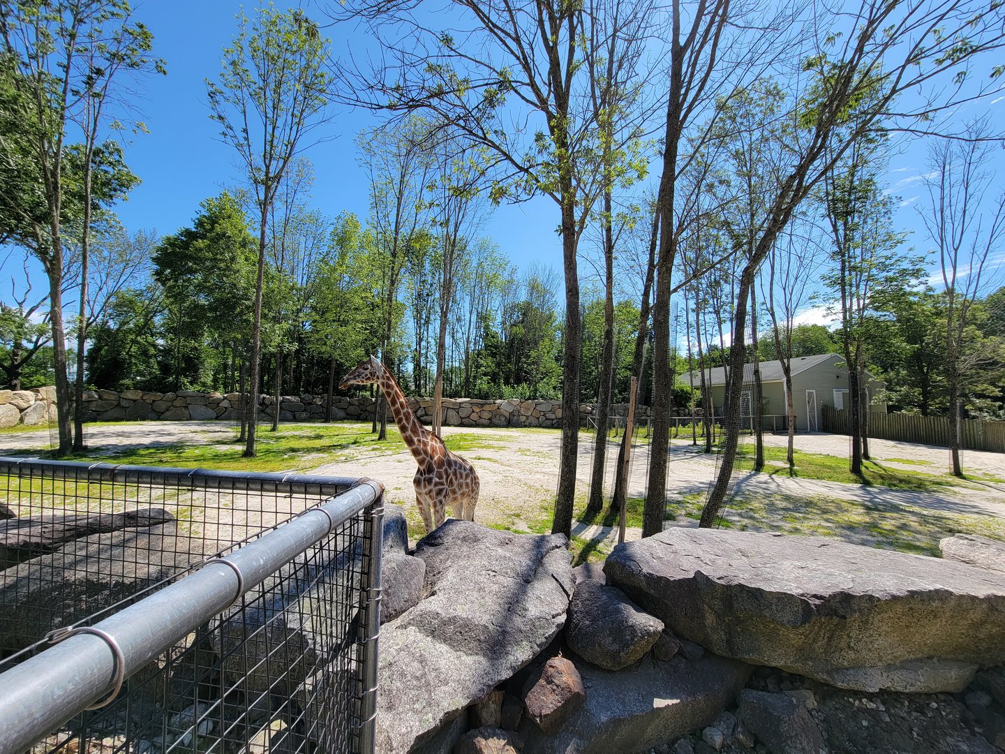 Southwick 7/22 - Giraffes