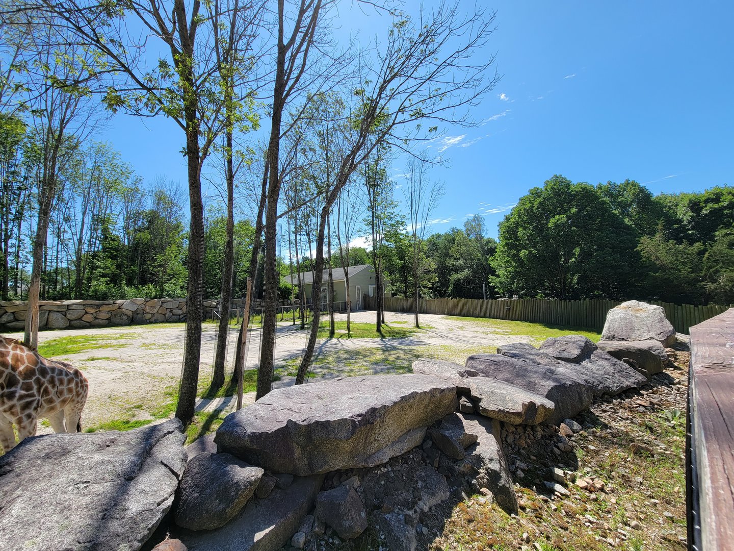 Southwick 7/22 - Giraffes