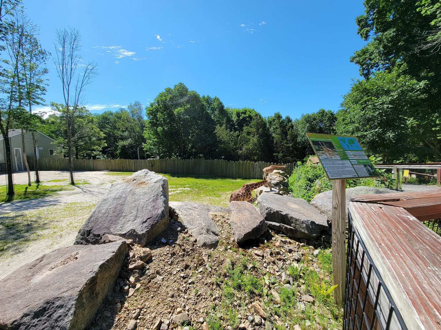 Southwick 7/22 - Giraffes