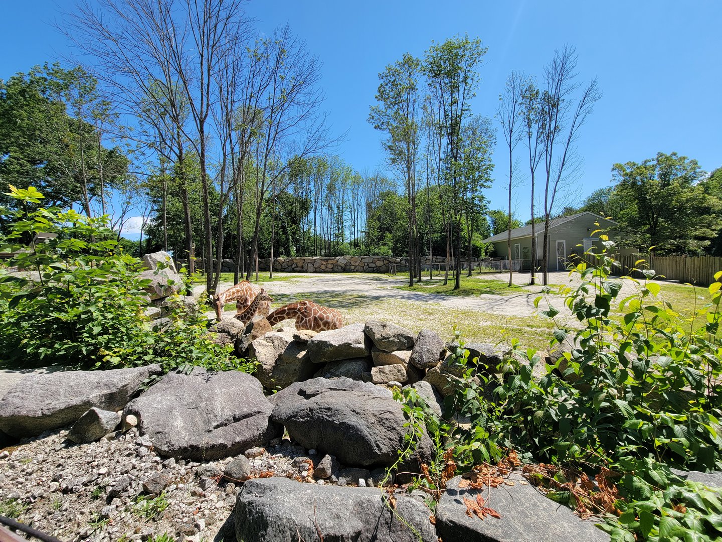 Southwick 7/22 - Giraffes