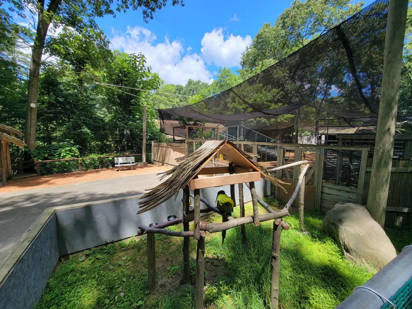 Southwick 7/22 - Great green macaw, bird show area