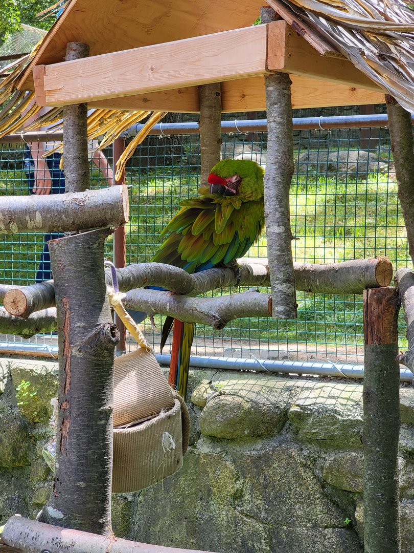 Southwick 7/22 - Great green macaw