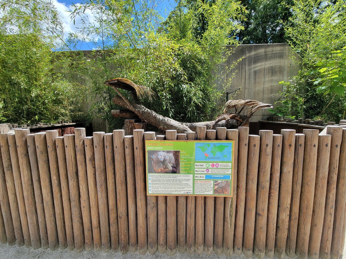 Southwick 7/22 - Green iguana