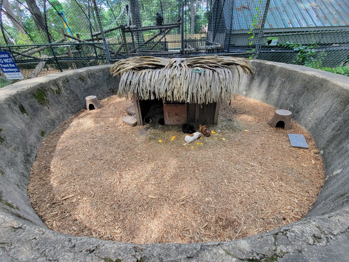 Southwick 7/22 - Guinea pigs