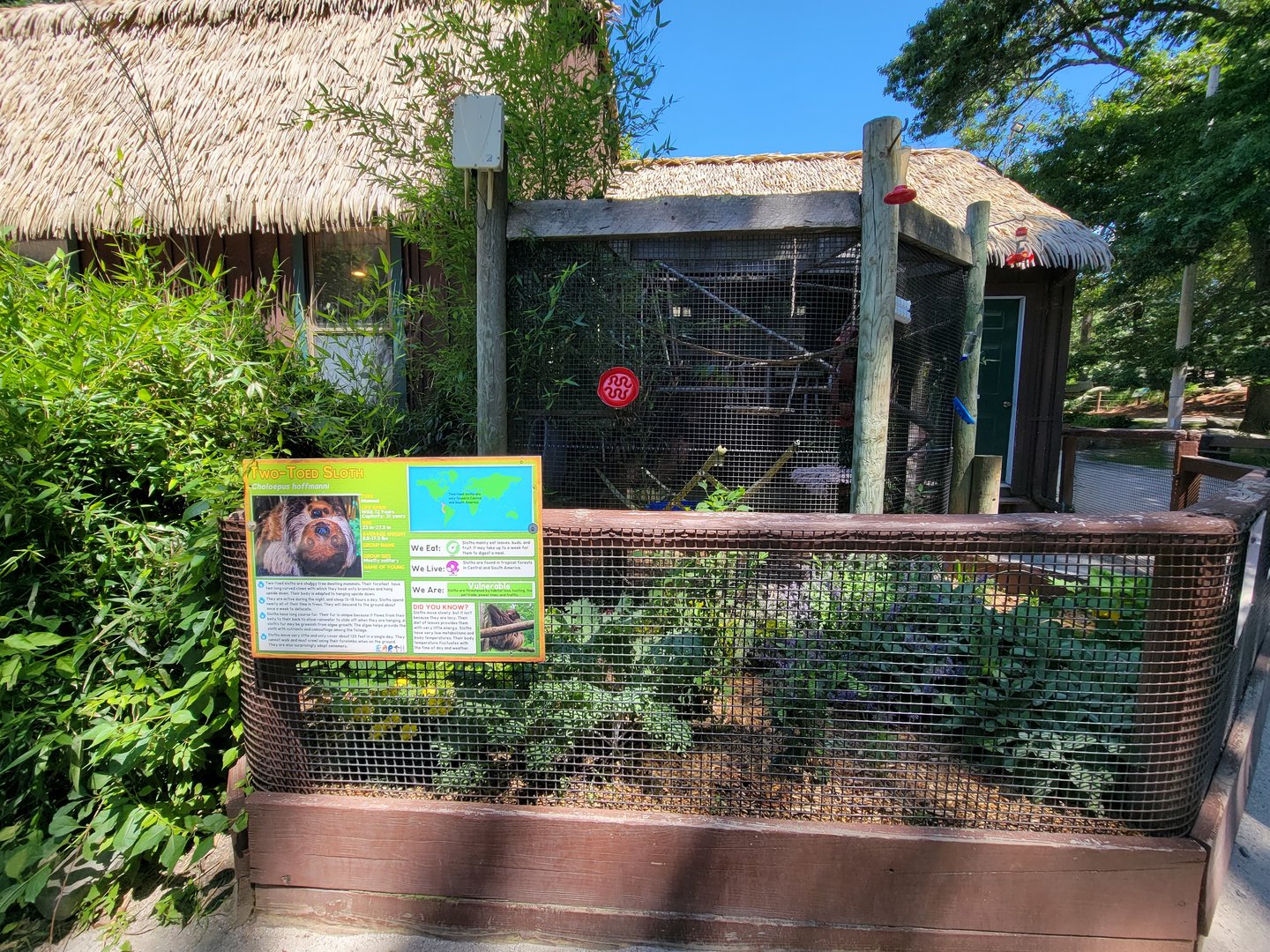 Southwick 7/22 - Hoffman's sloth