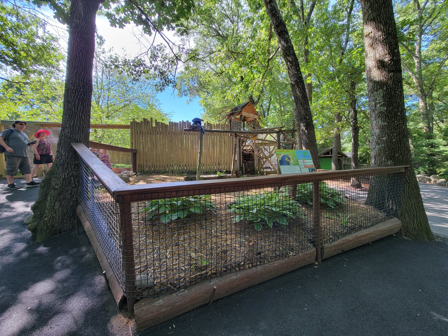 Southwick 7/22 - Hyacinth macaw