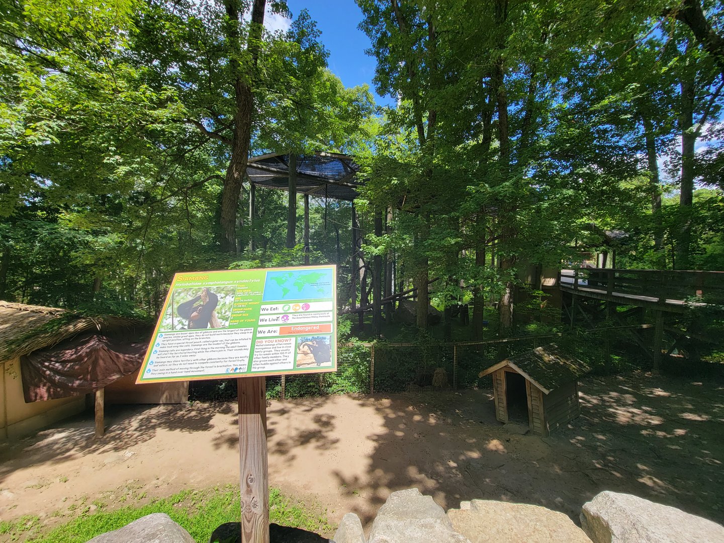 Southwick 7/22 - Jacob sheep, Siamang behind