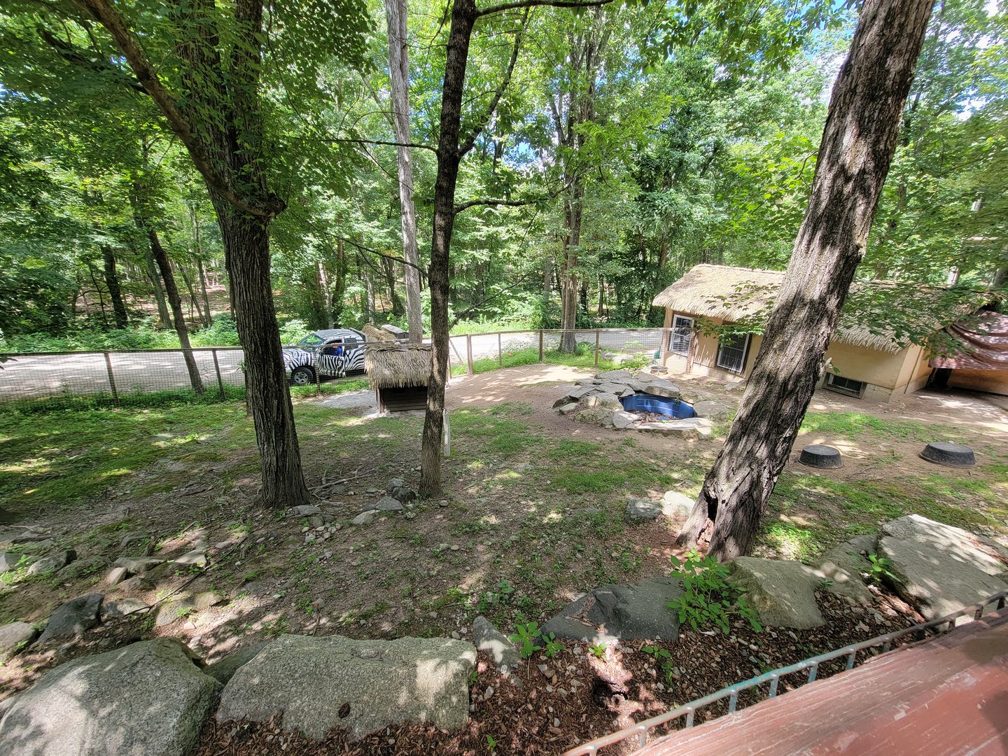 Southwick 7/22 - Jacob sheep