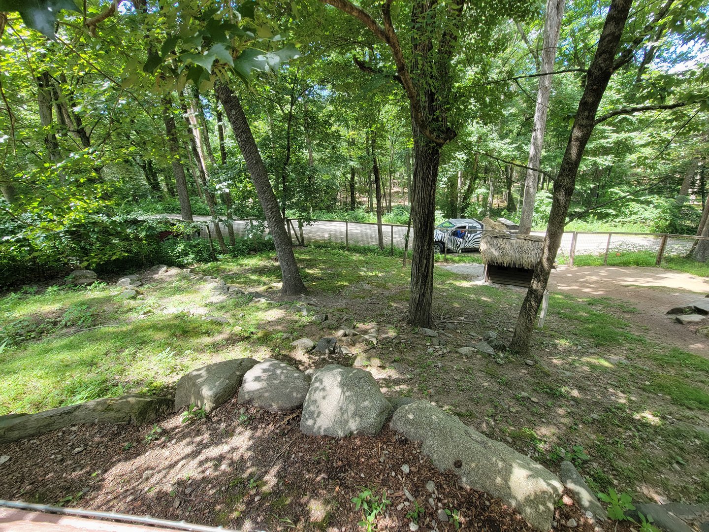 Southwick 7/22 - Jacob sheep