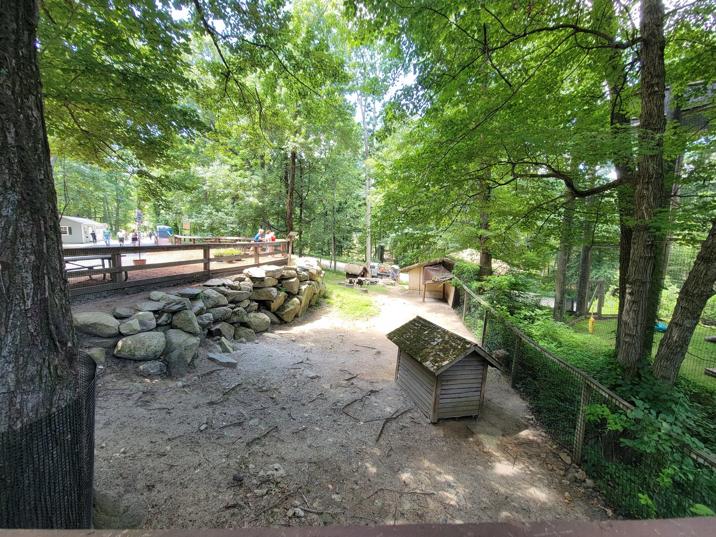 Southwick 7/22 - Jacob sheep