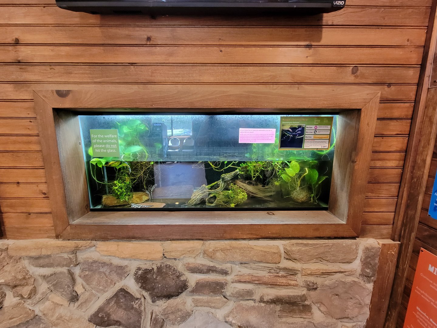 Southwick 7/22 - Kaiser's spotted newt