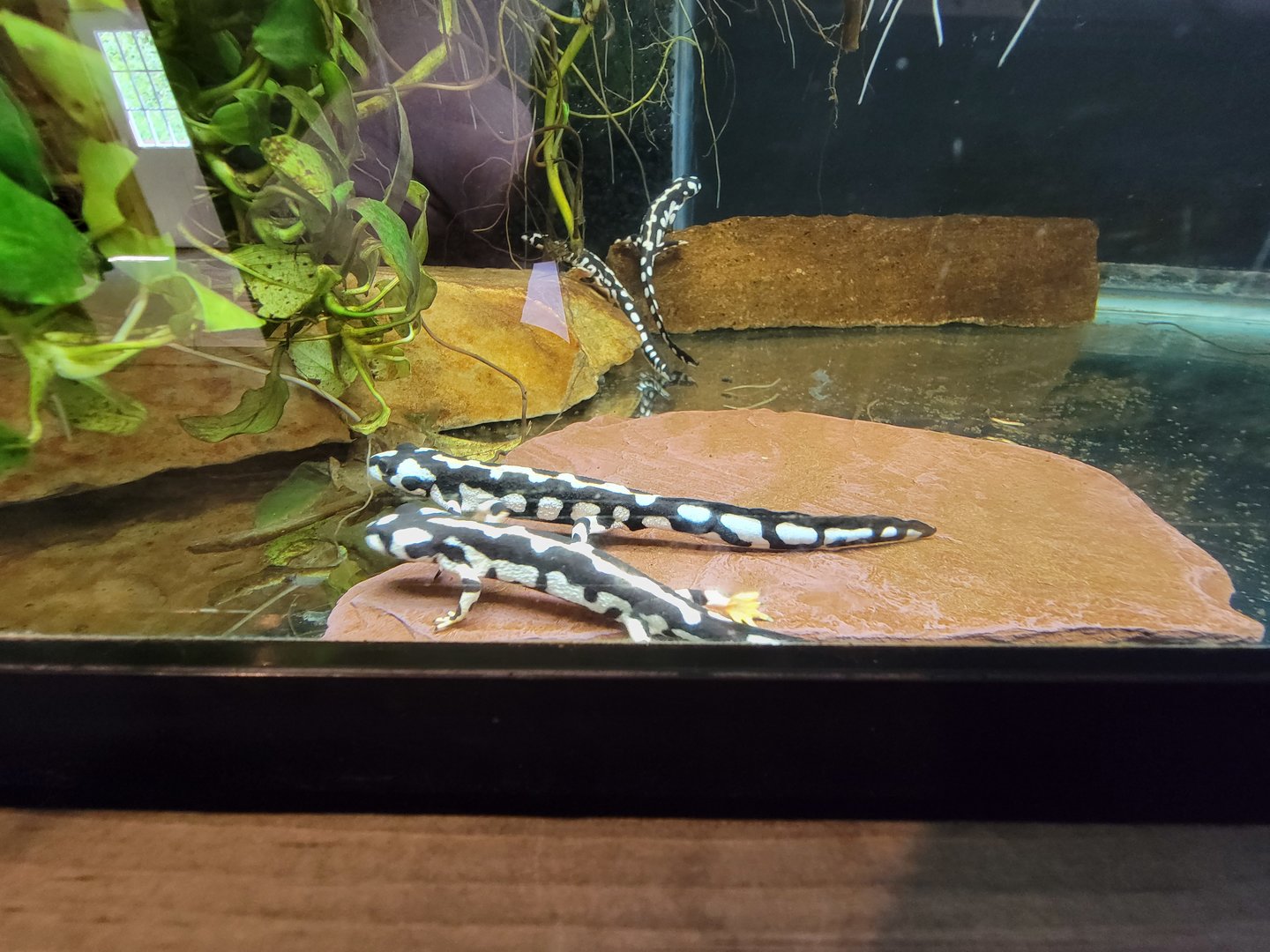 Southwick 7/22 - Kaiser's spotted newt