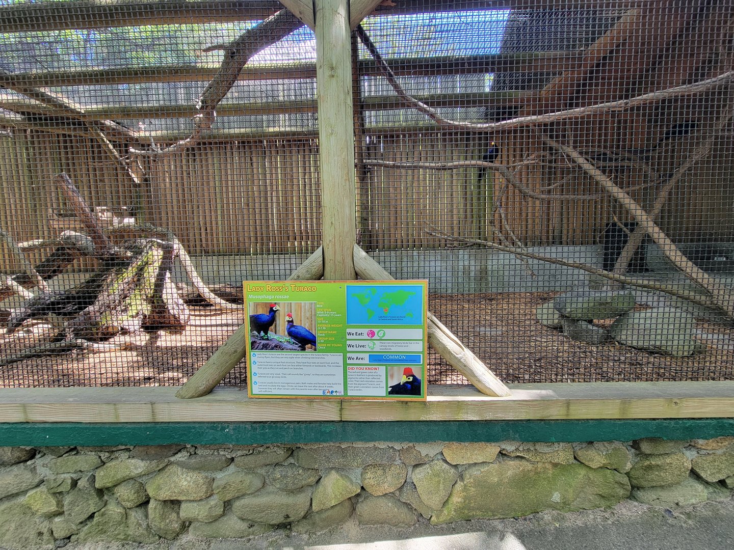 Southwick 7/22 - Lady Ross's turaco, western crowned pigeon