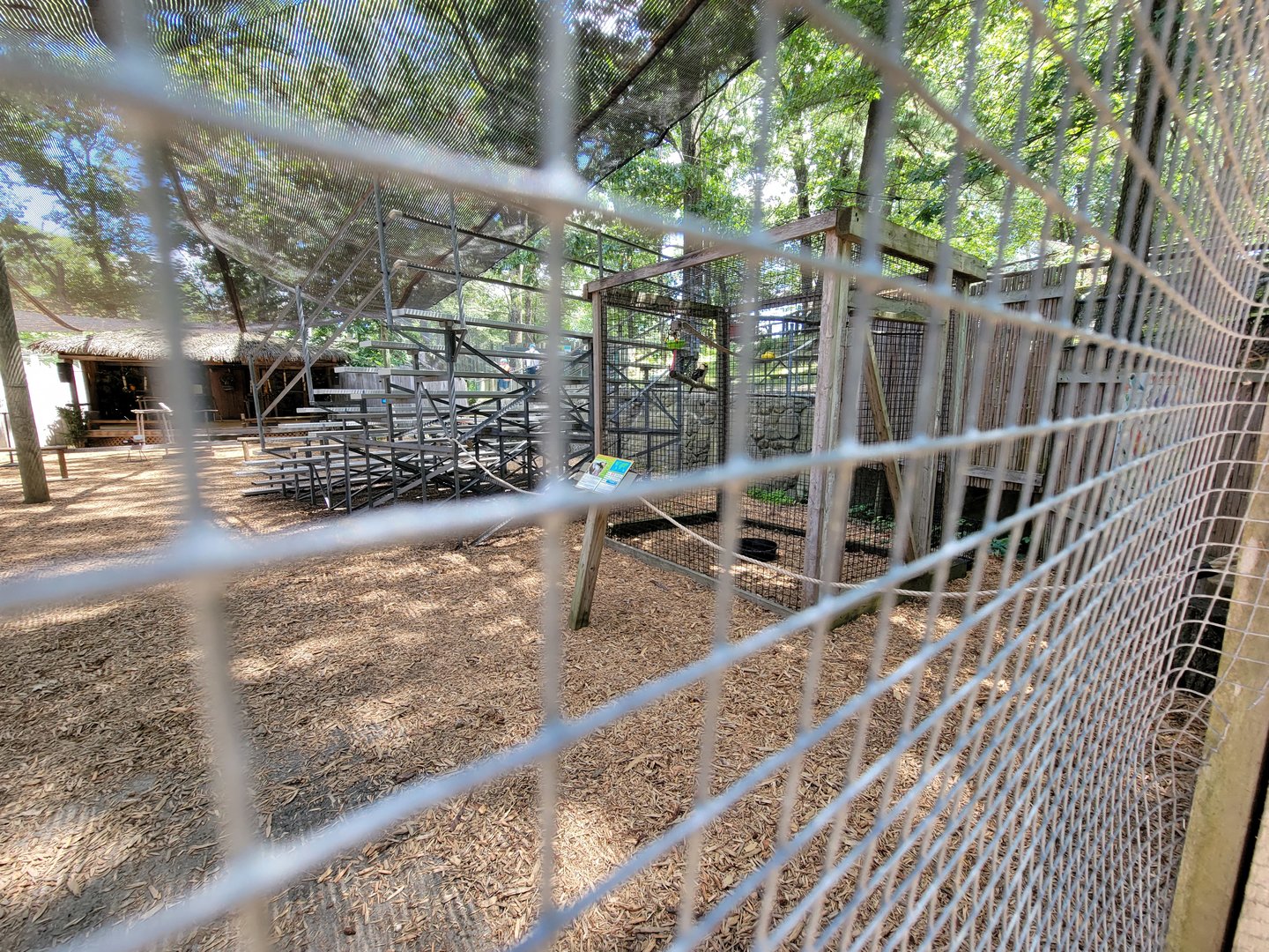 Southwick 7/22 - Laughing kookaburra, bird show area