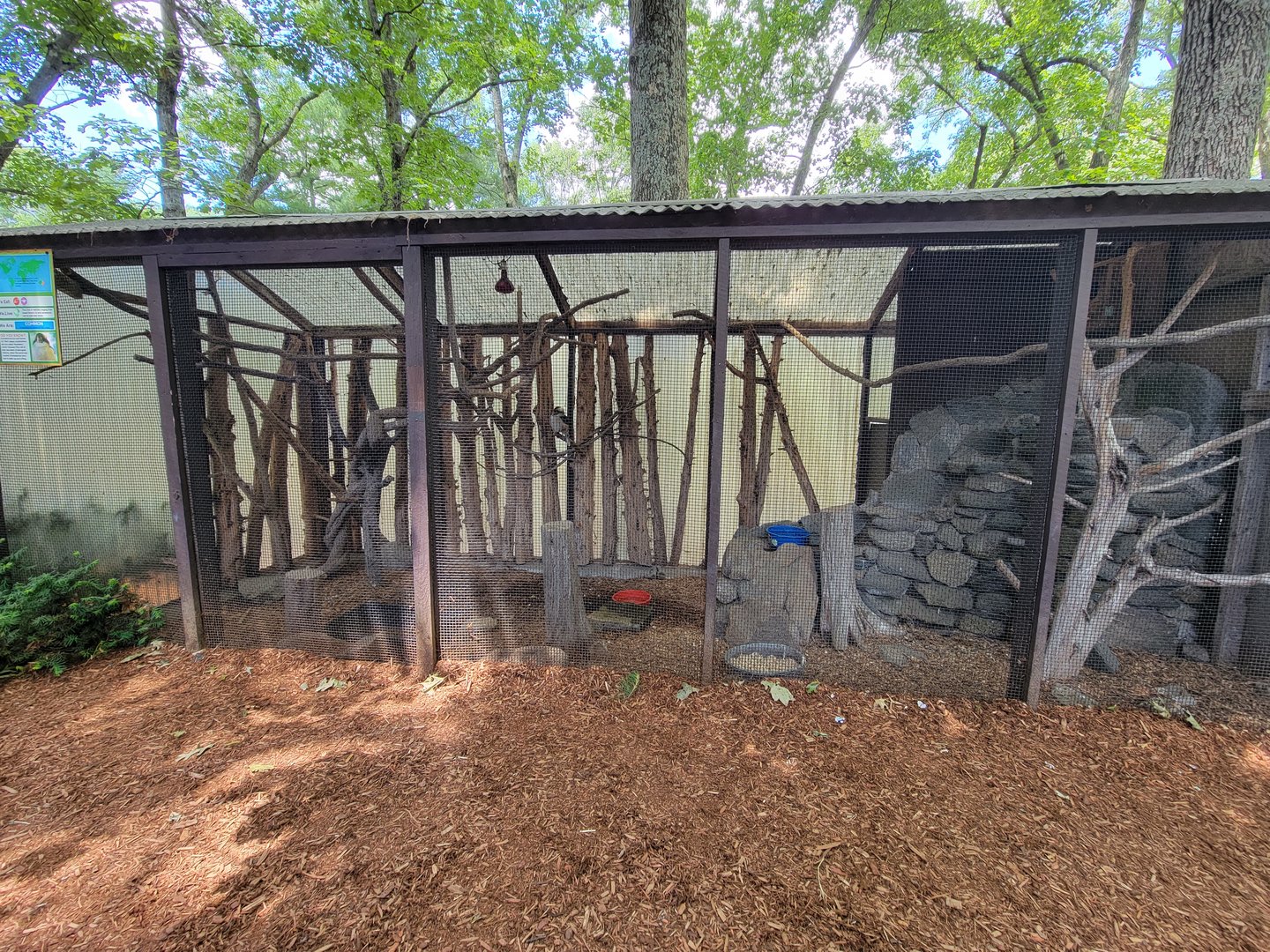 Southwick 7/22 - Laughing kookaburra