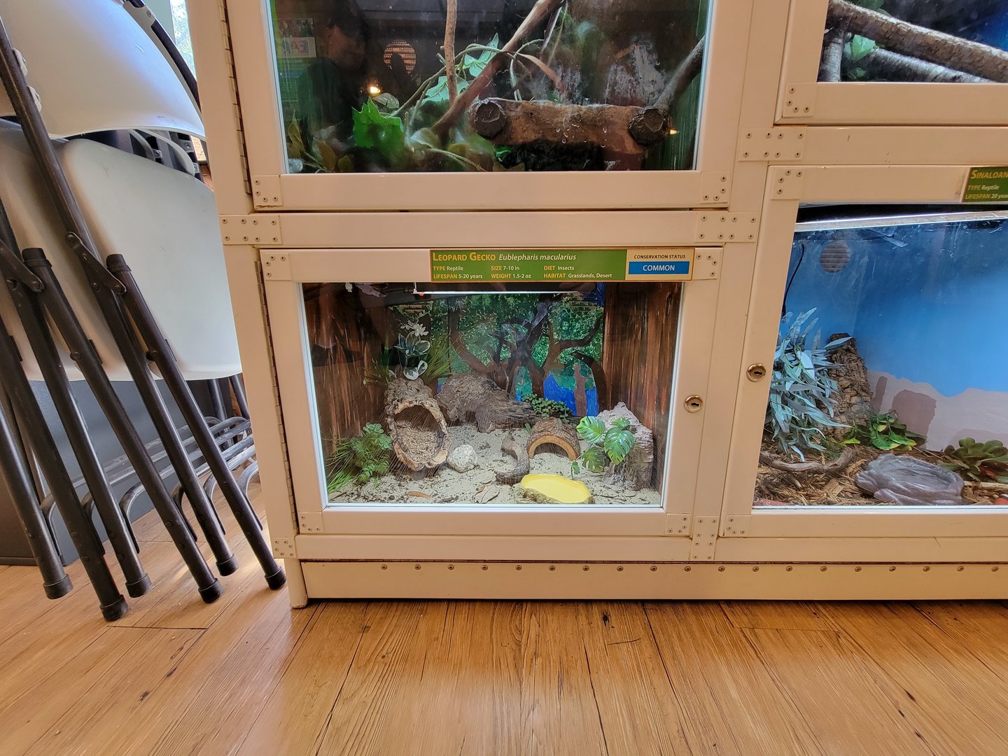 Southwick 7/22 - Leopard gecko