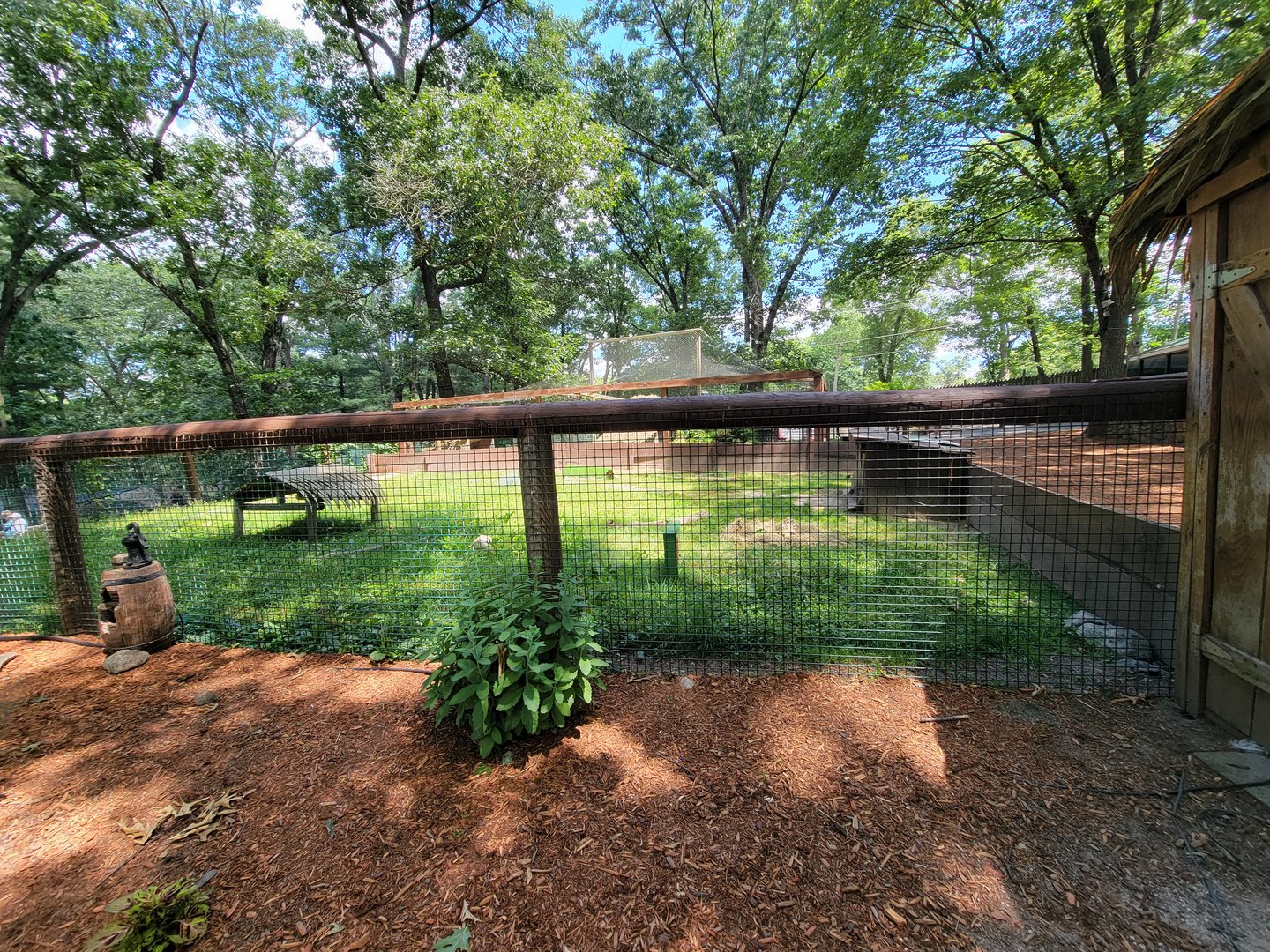 Southwick 7/22 - Leopard tortoise