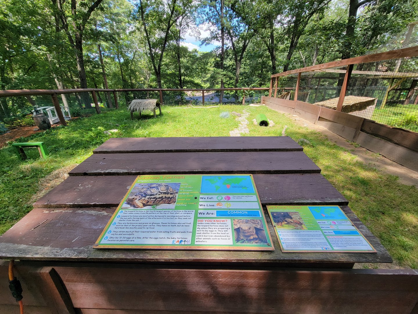 Southwick 7/22 - Leopard tortoise