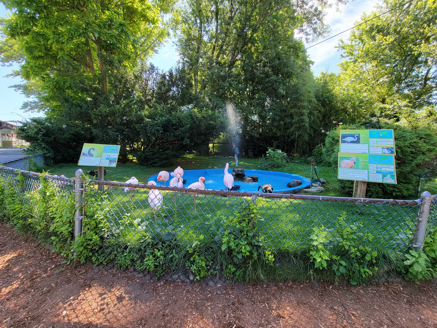 Southwick 7/22 - Lesser flamingos, Chilean flamingos, black swans