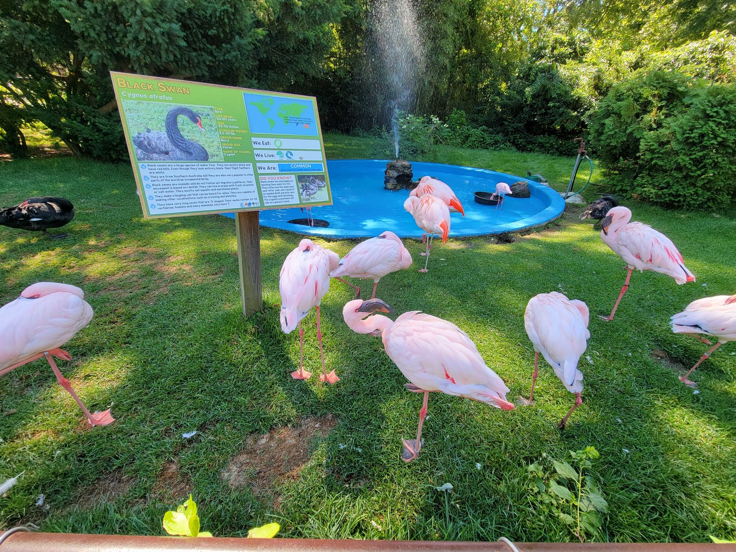 Southwick 7/22 - Lesser flamingos, Chilean flamingos, black swans