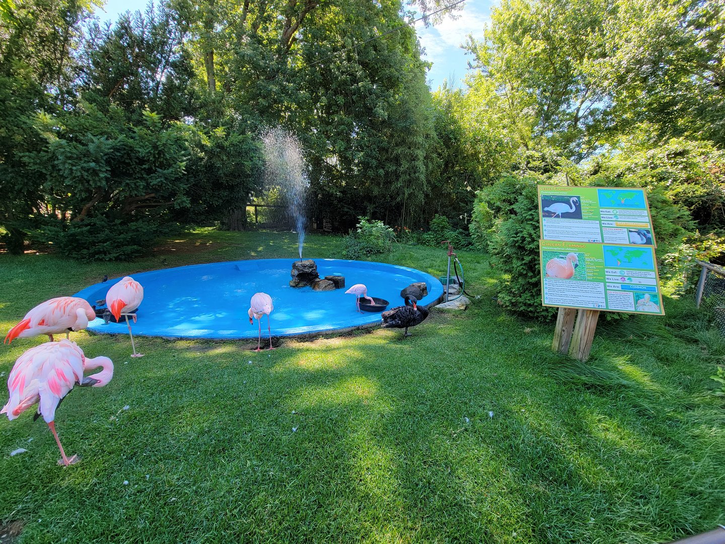 Southwick 7/22 - Lesser flamingos, Chilean flamingos, black swans