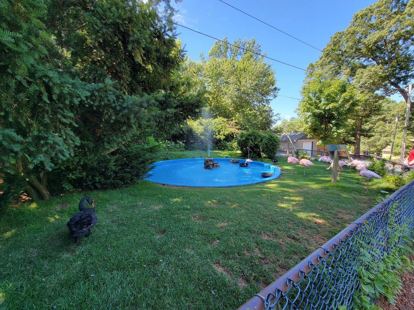 Southwick 7/22 - Lesser flamingos, Chilean flamingos, black swans