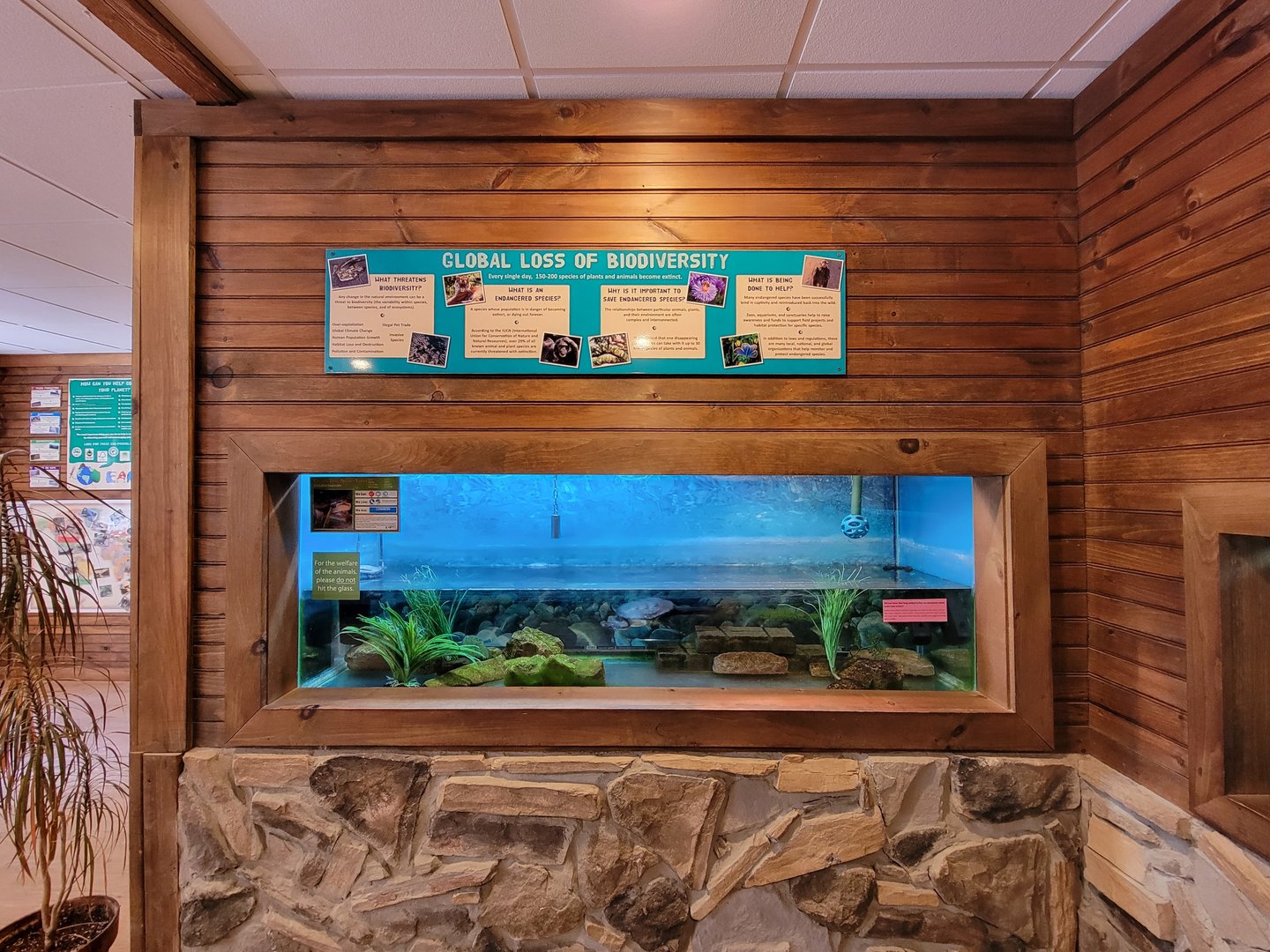 Southwick 7/22 - Long-necked turtle