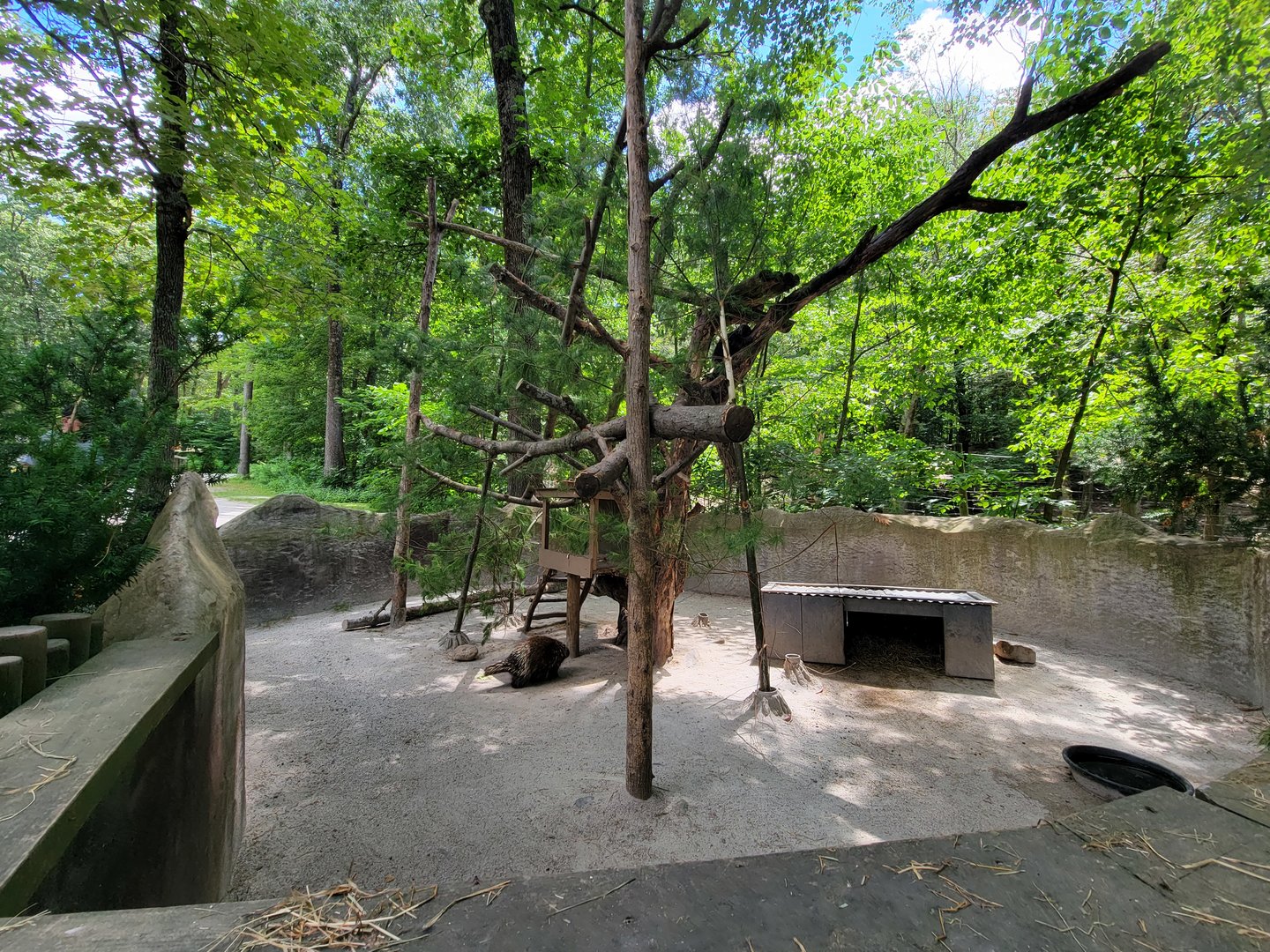 Southwick 7/22 - North American porcupine