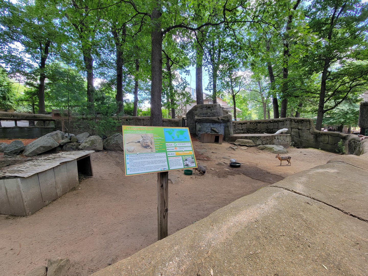 Southwick 7/22 - Patagonian cavy
