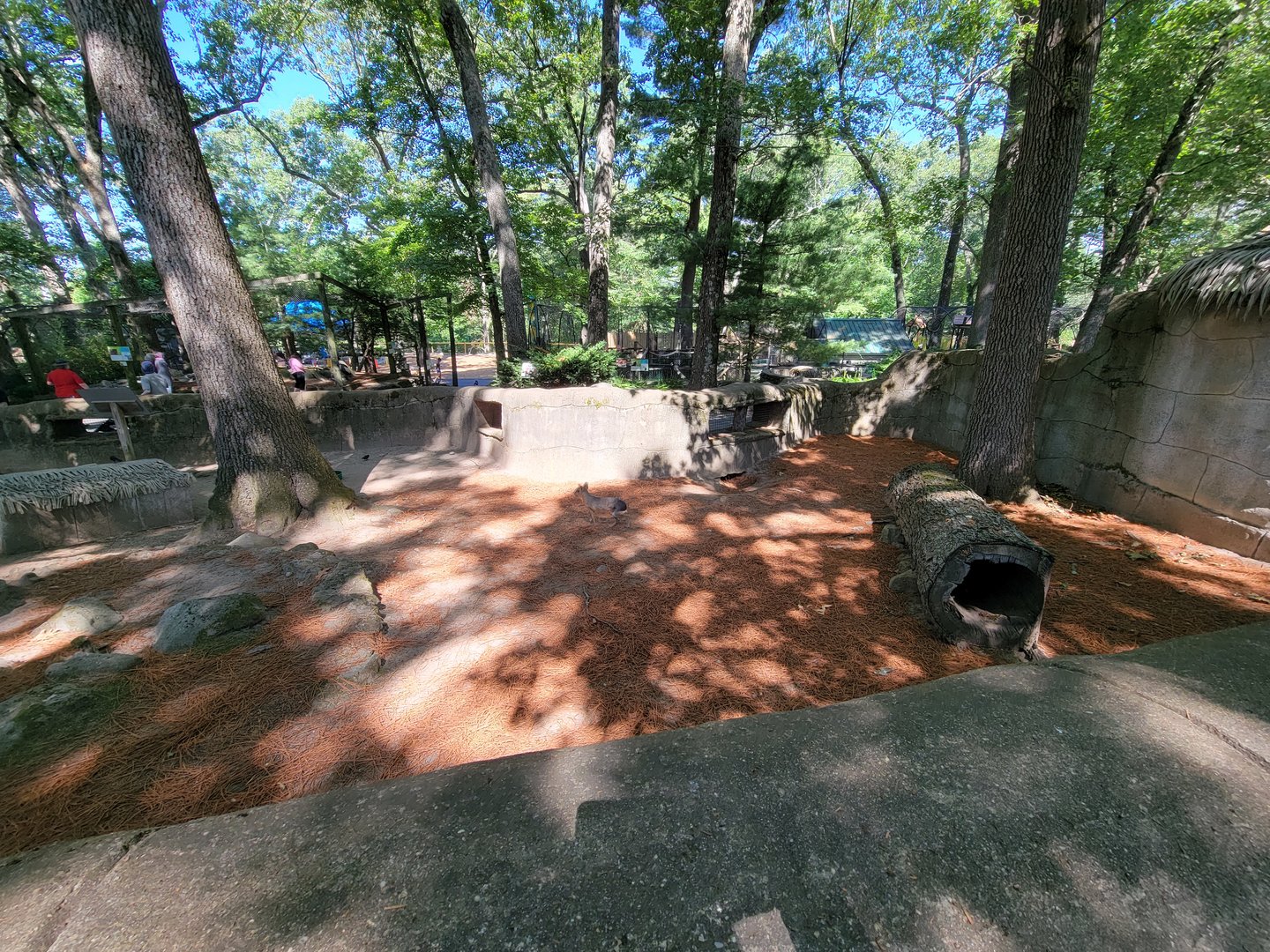 Southwick 7/22 - Patagonian mara