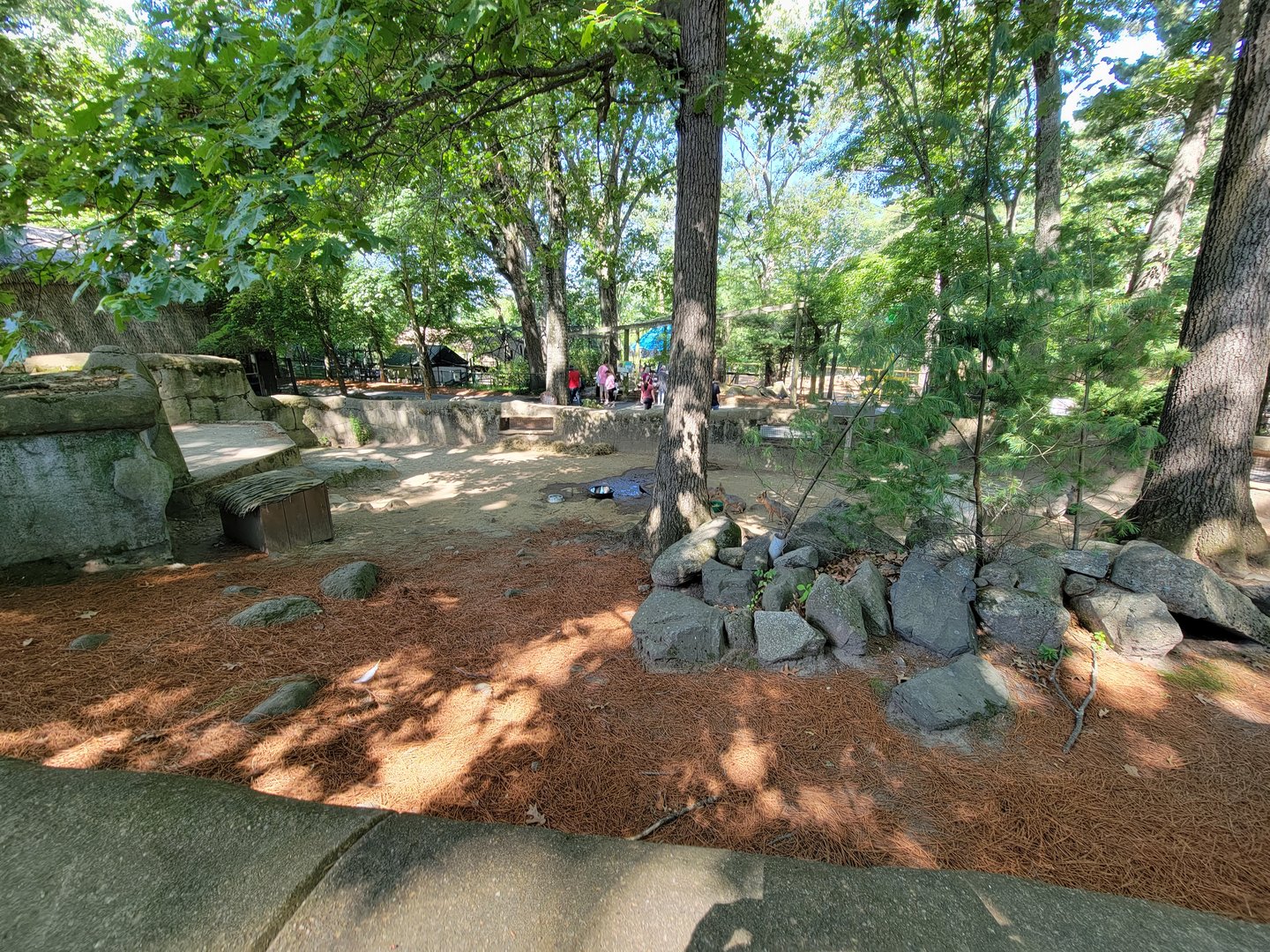 Southwick 7/22 - Patagonian mara
