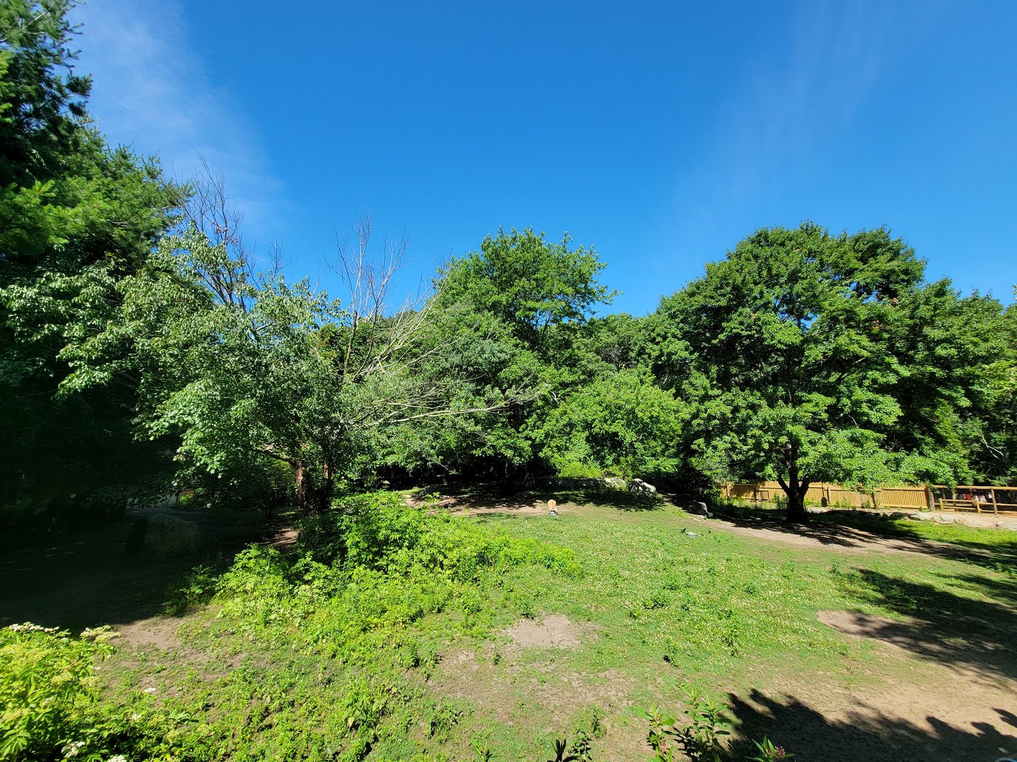 Southwick 7/22 - Red kangaroo exhibit