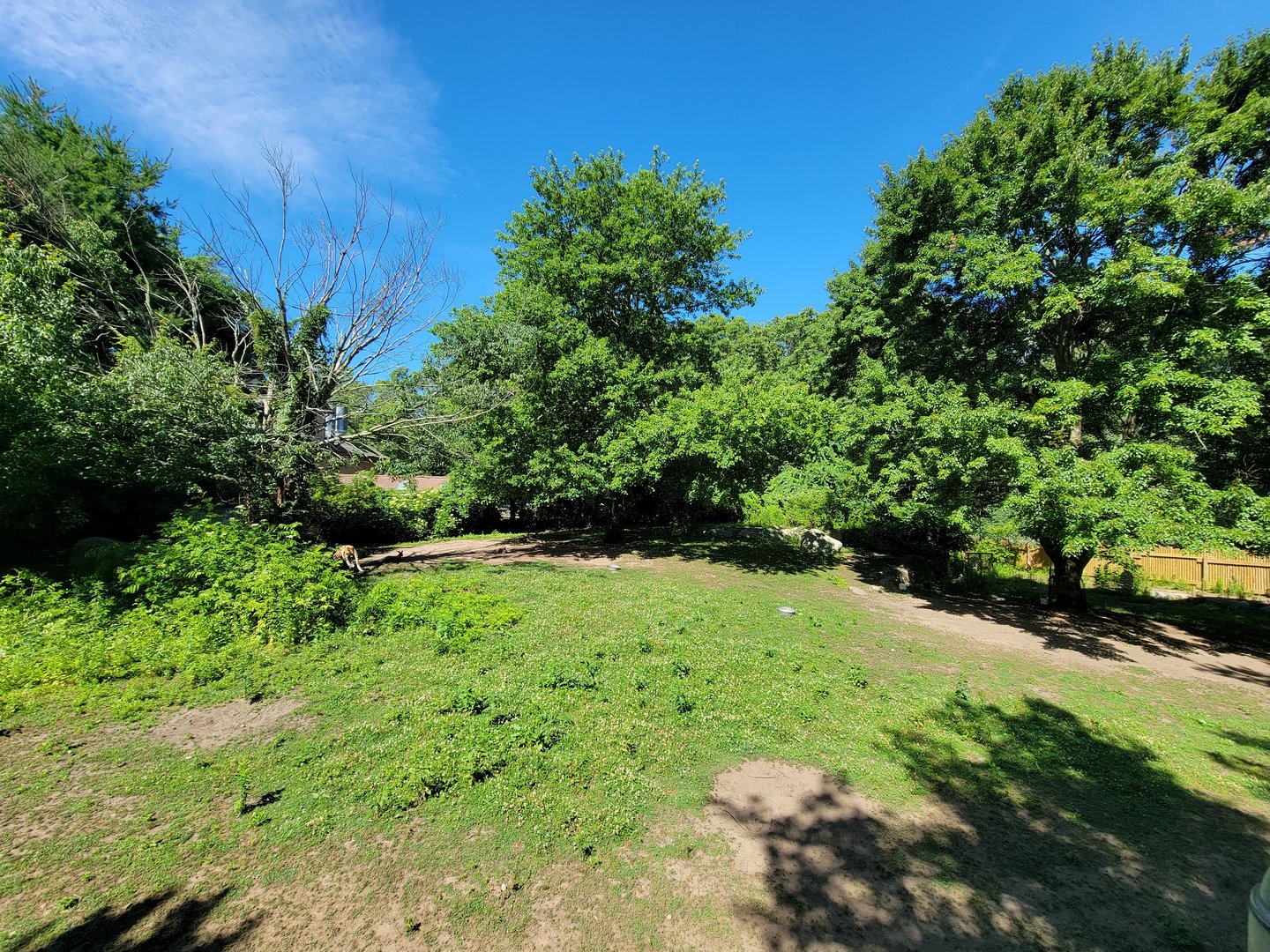 Southwick 7/22 - Red kangaroo exhibit