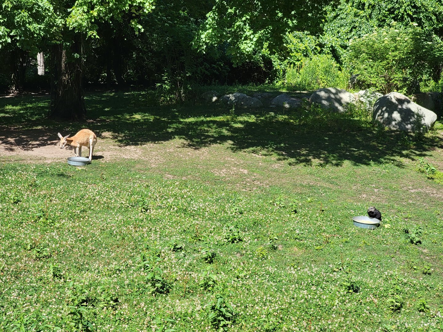 Southwick 7/22 - Red kangaroo sharing food with a wild groundhog