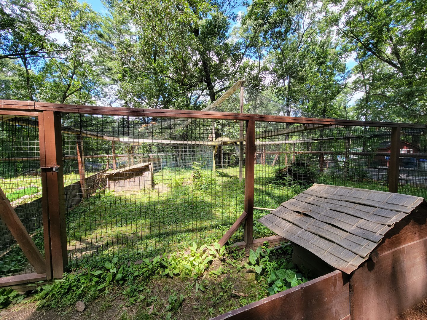 Southwick 7/22 - Red-legged seriema