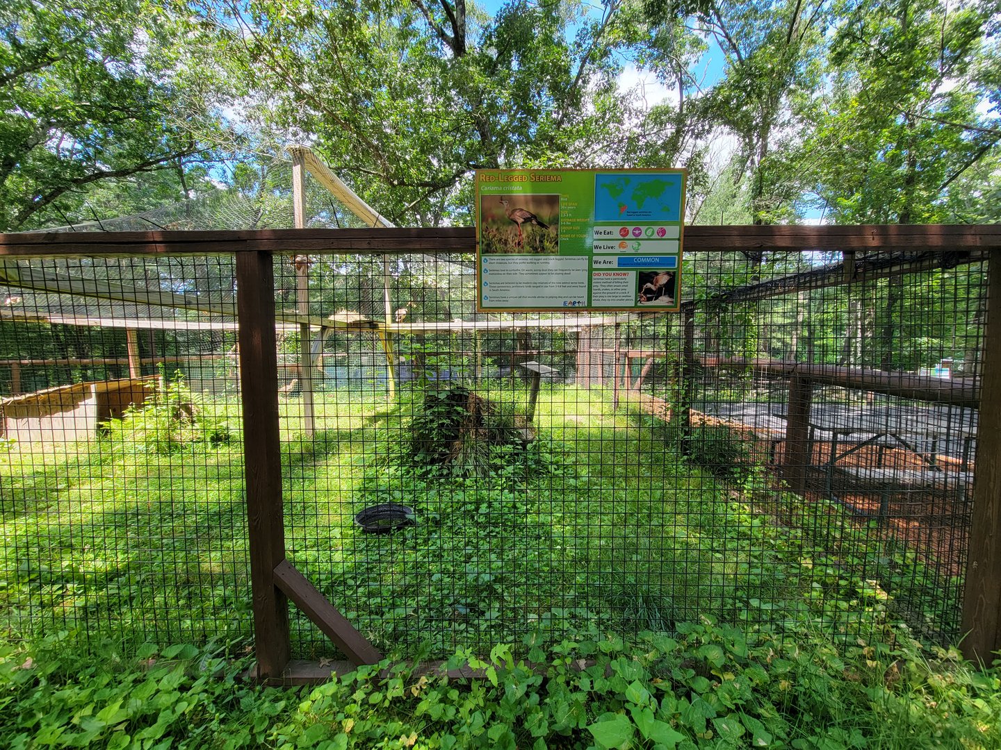 Southwick 7/22 - Red-legged seriema