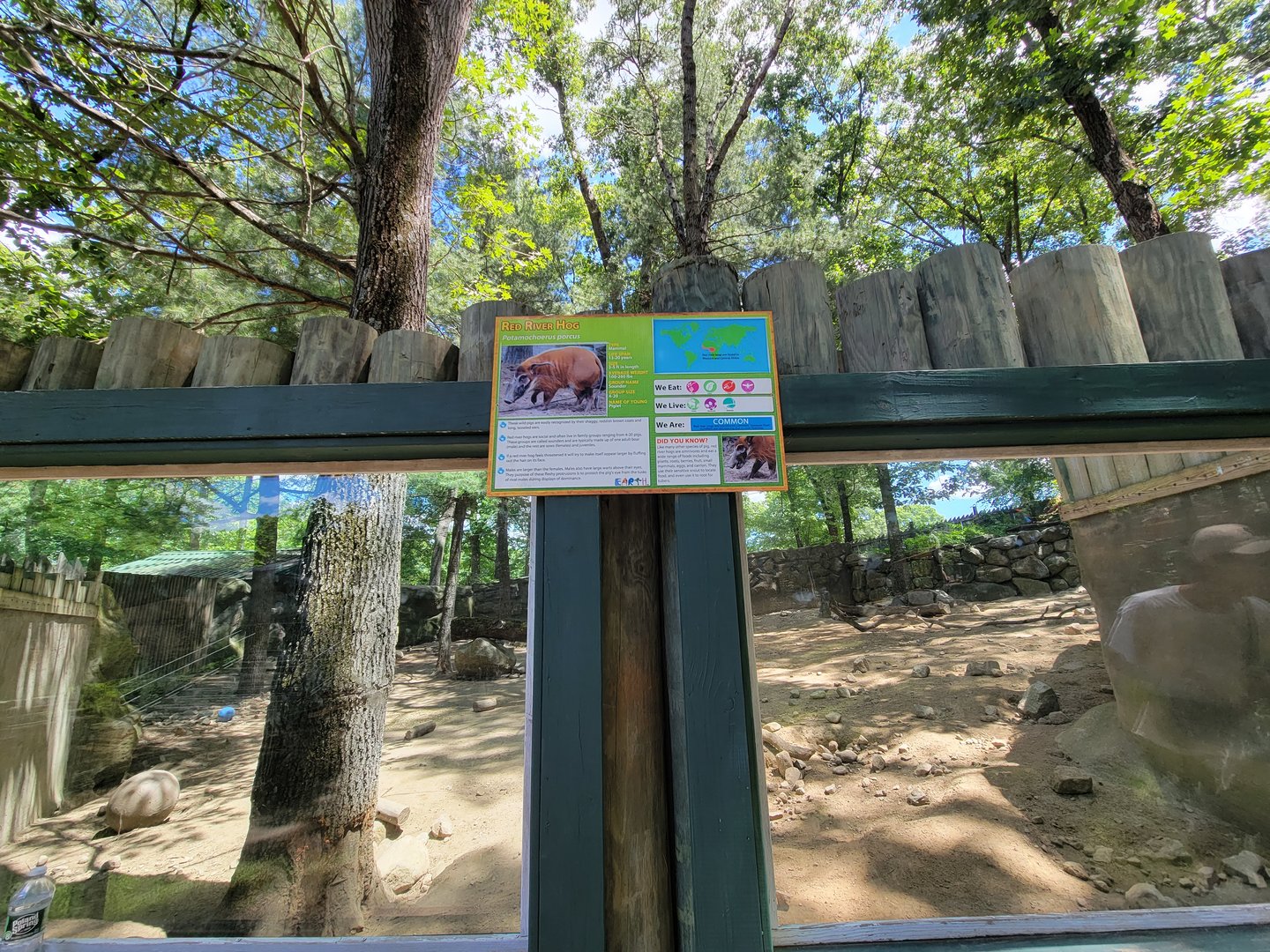 Southwick 7/22 - Red river hogs