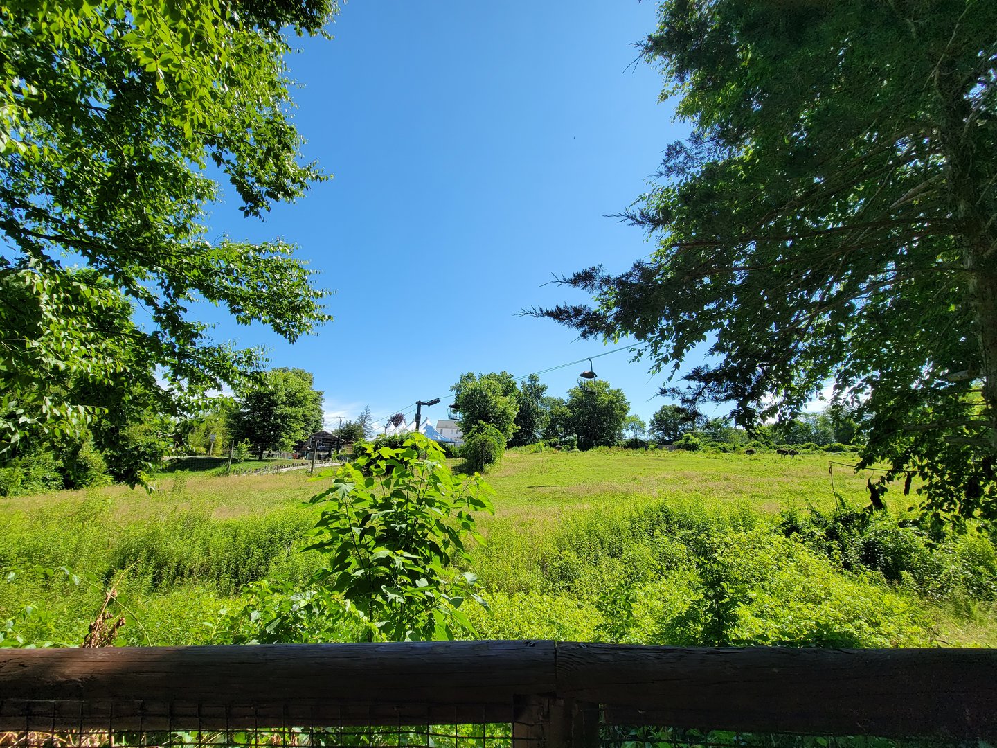 Southwick 7/22 - Scimitar oryx, Grant's zebra, common ostrich