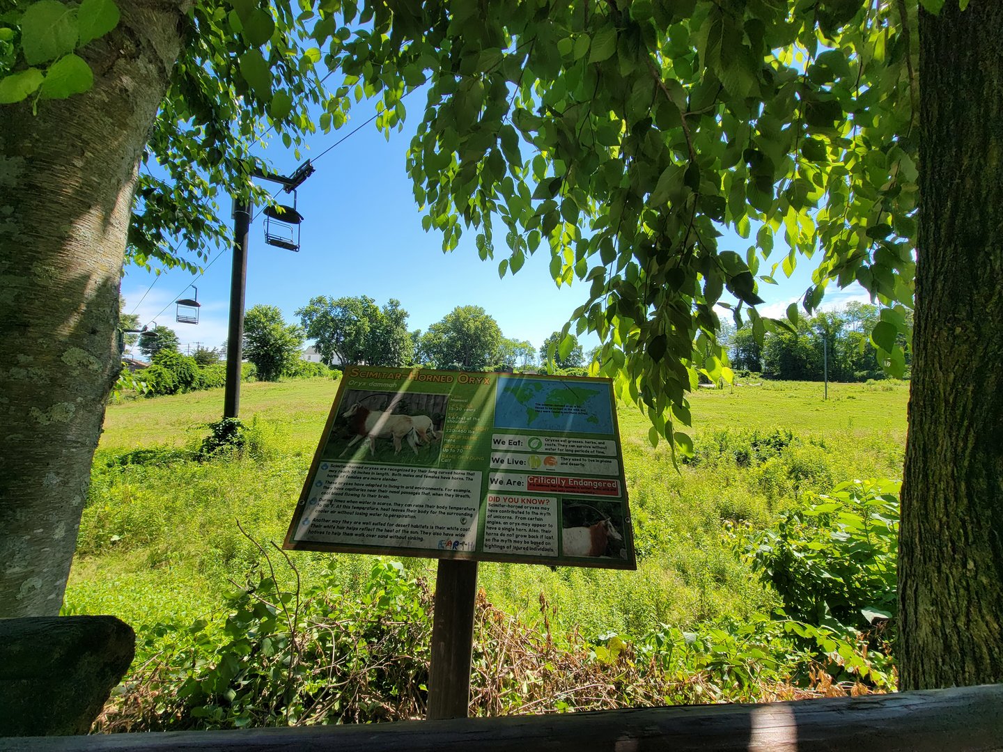 Southwick 7/22 - Scimitar oryx, Grant's zebra, common ostrich