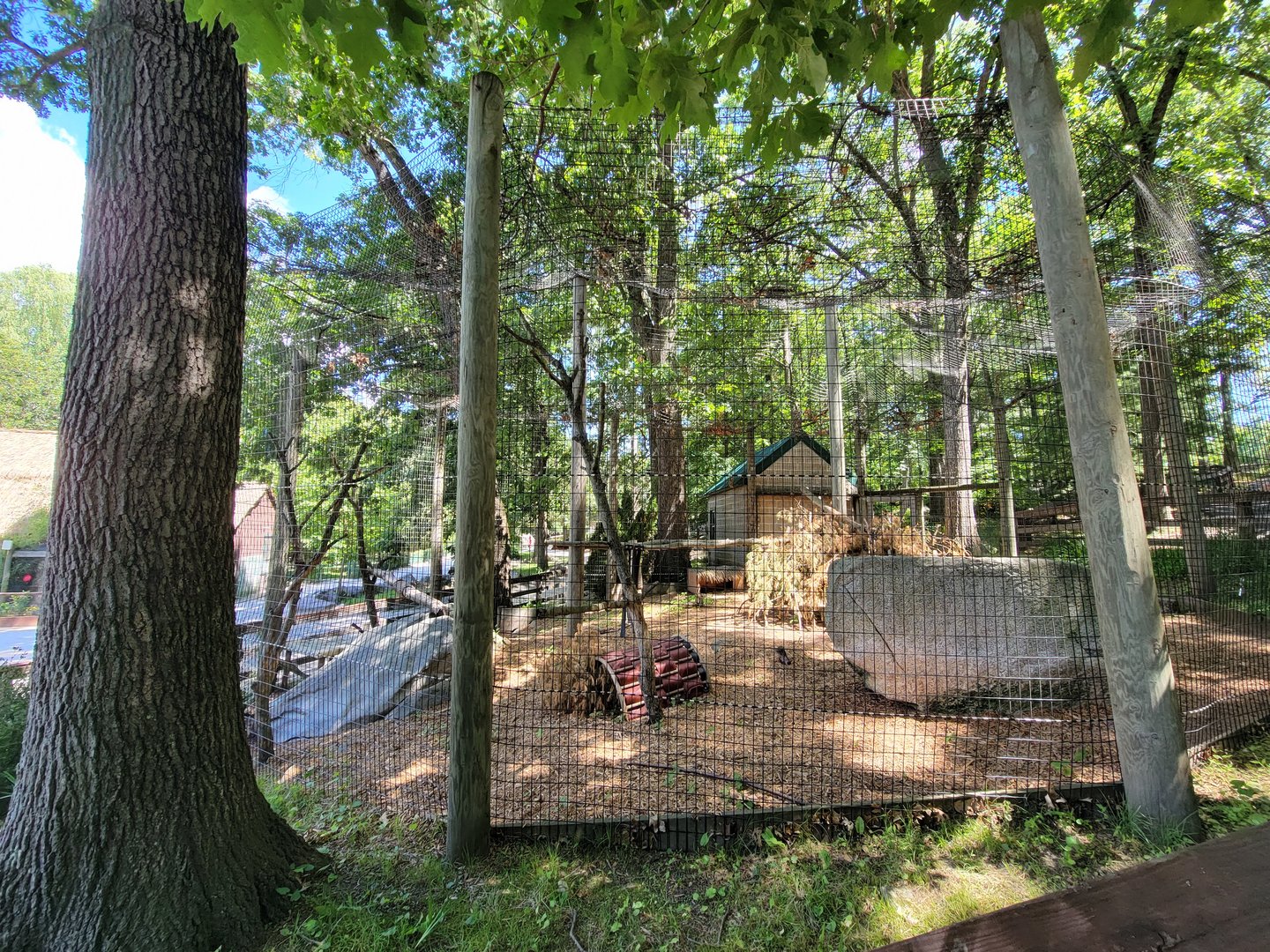 Southwick 7/22 - Serval