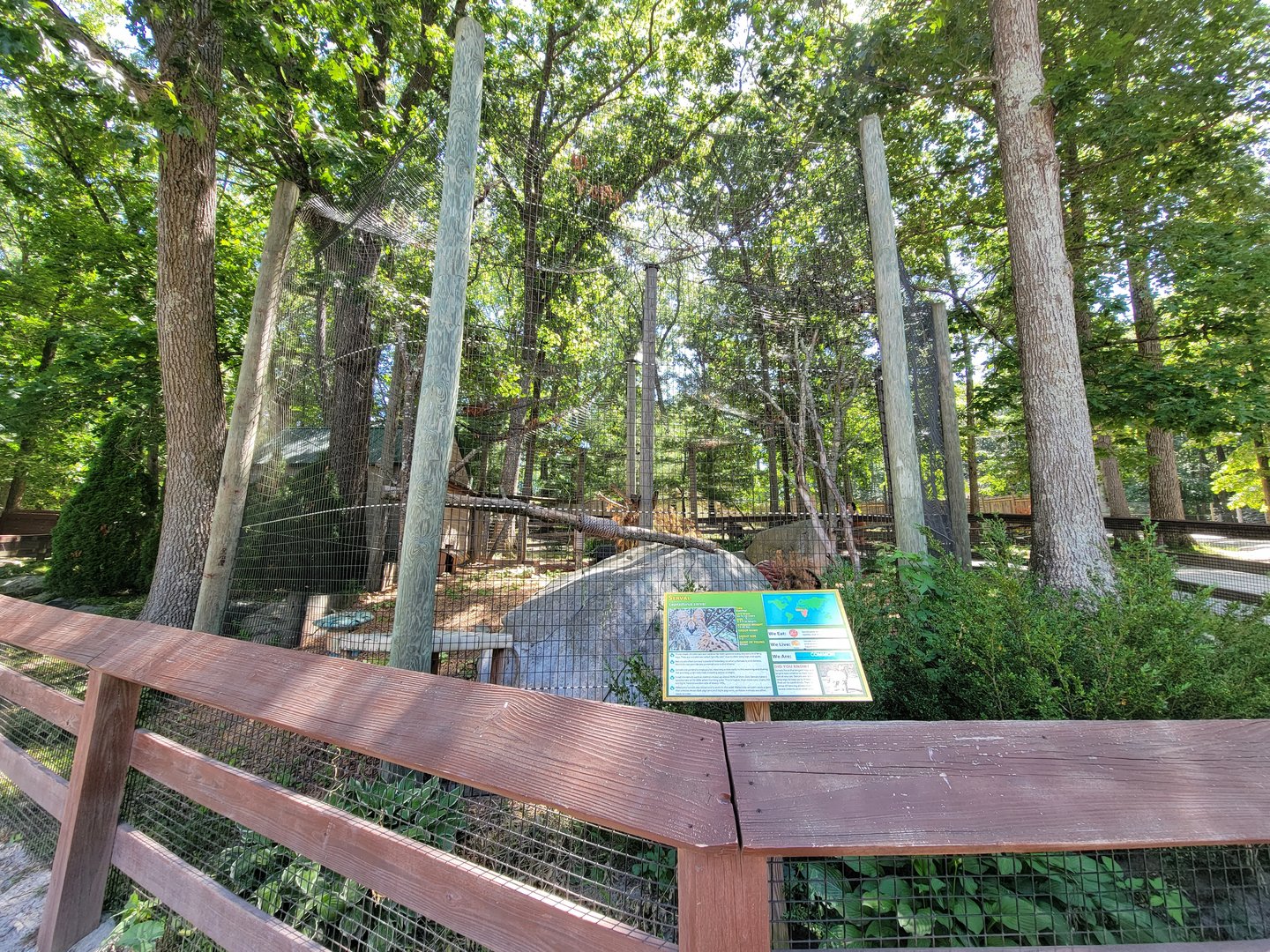 Southwick 7/22 - Serval